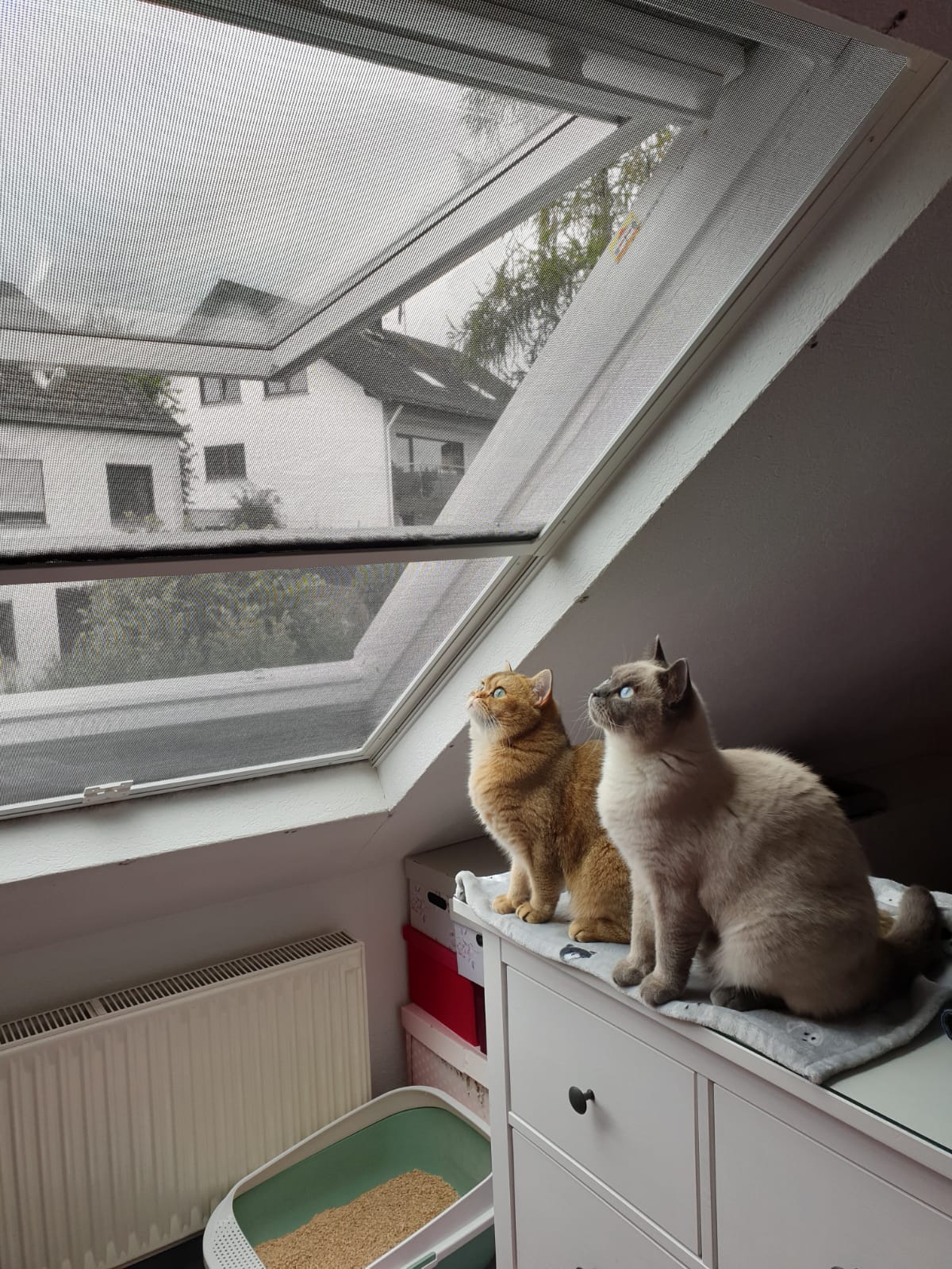 Siegel Flyscreens Insektenschutz & Katzen Babysitter im Dachflächenfenster