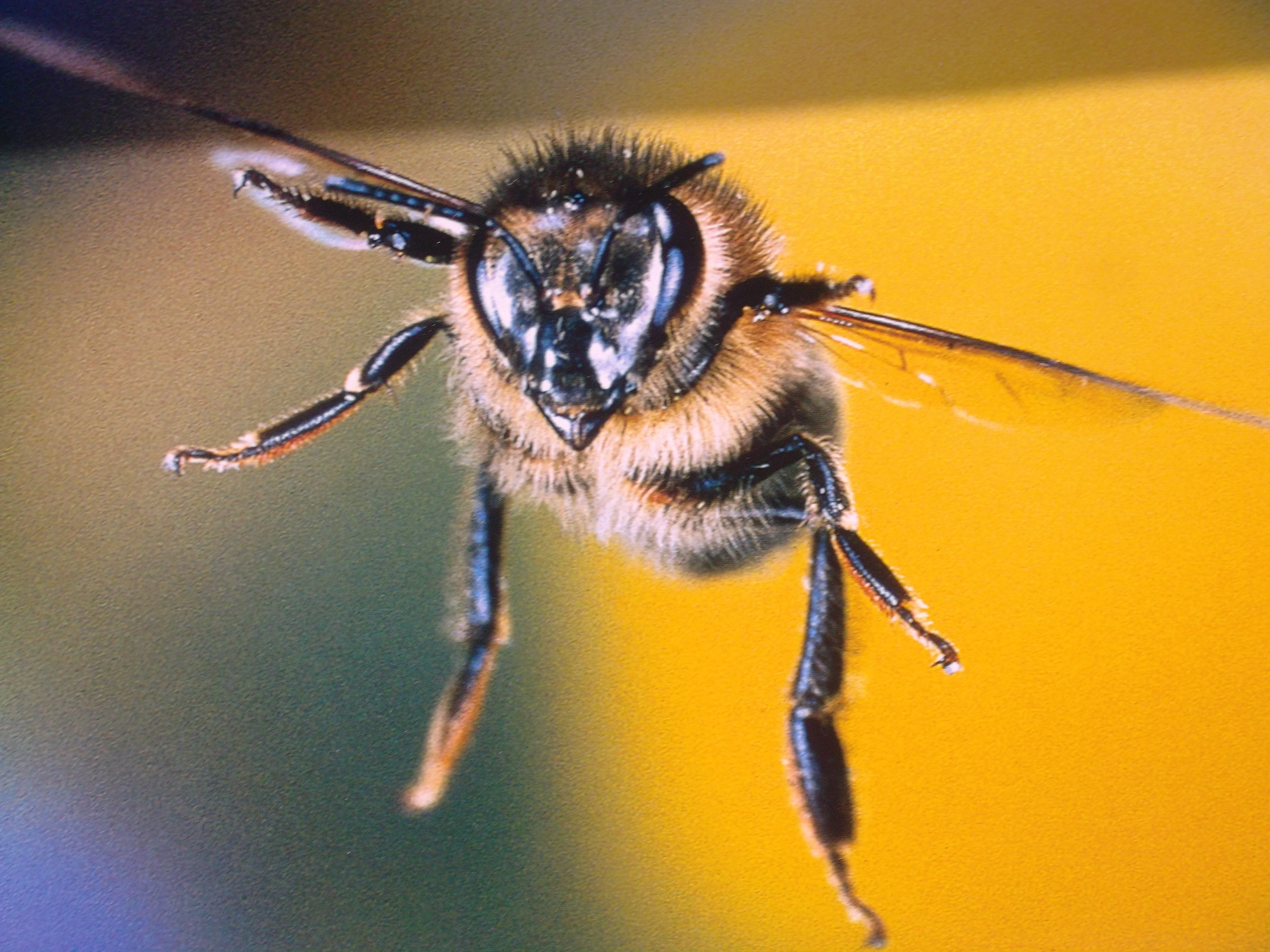 siegel anfliegende Biene