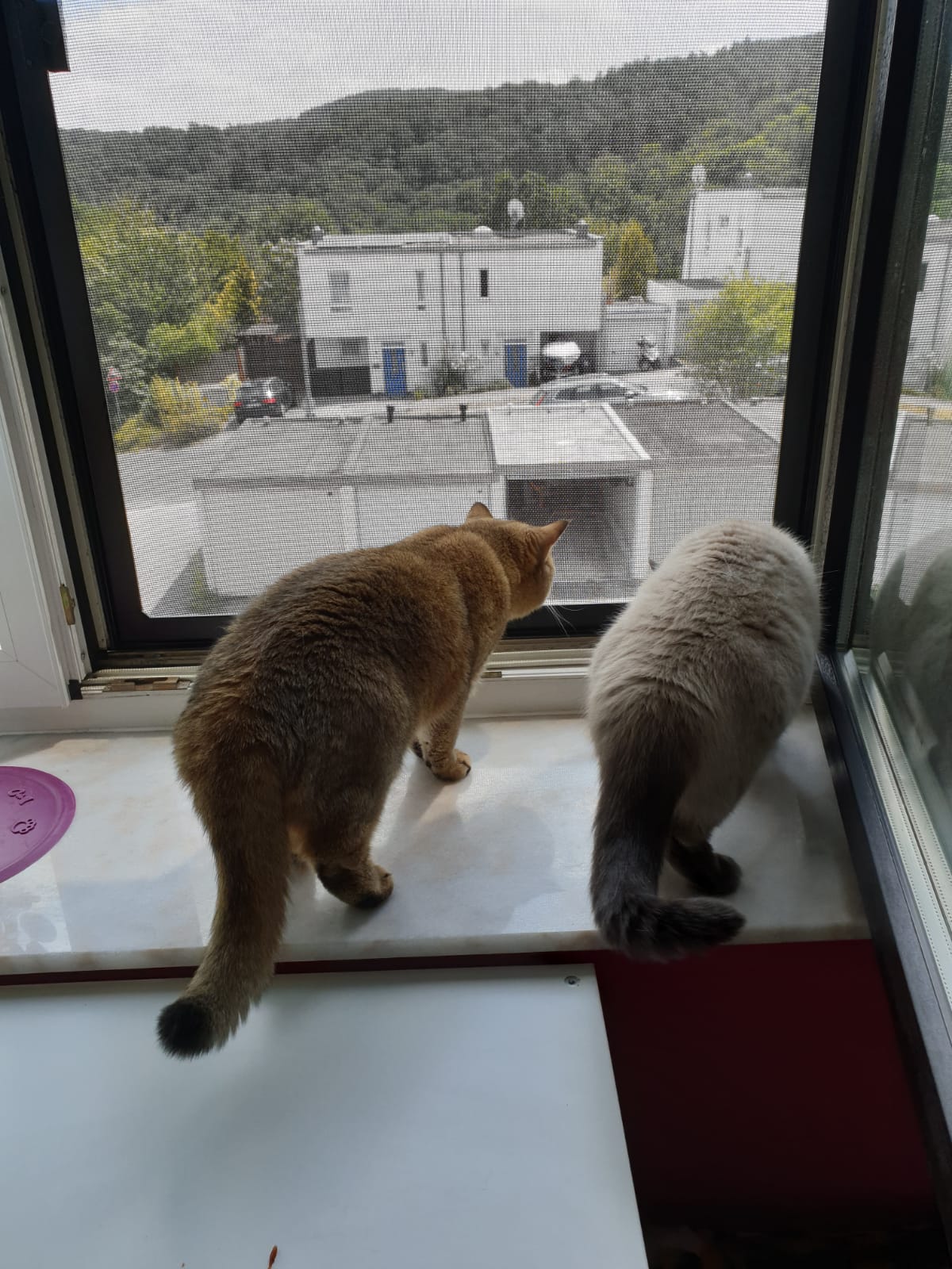 Siegel Fliegengitter Fenster mit Katzengewebe