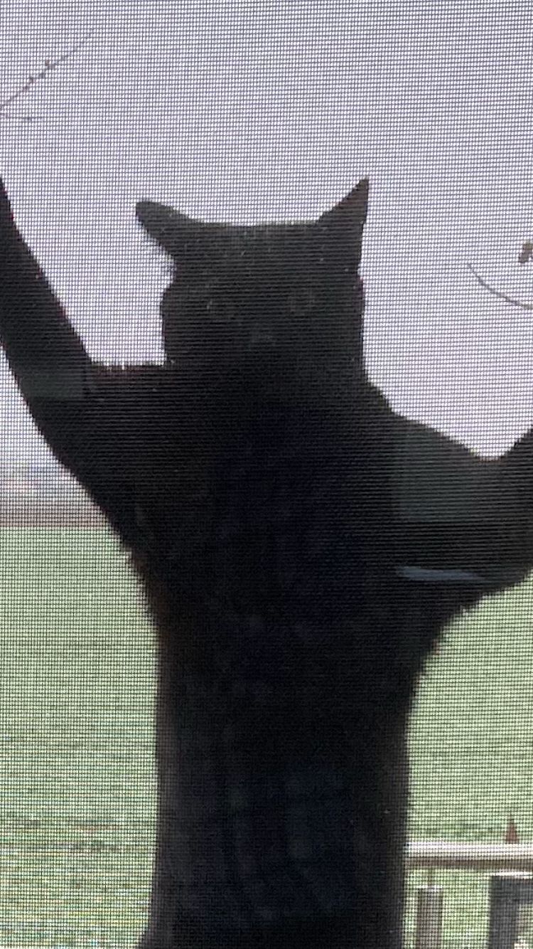 Siegel Fliegengitter Katze hängt am Katzengewebe