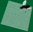 Siegel Insektenshutz Spinneg