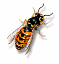 Siegel Flyscreens Wespe