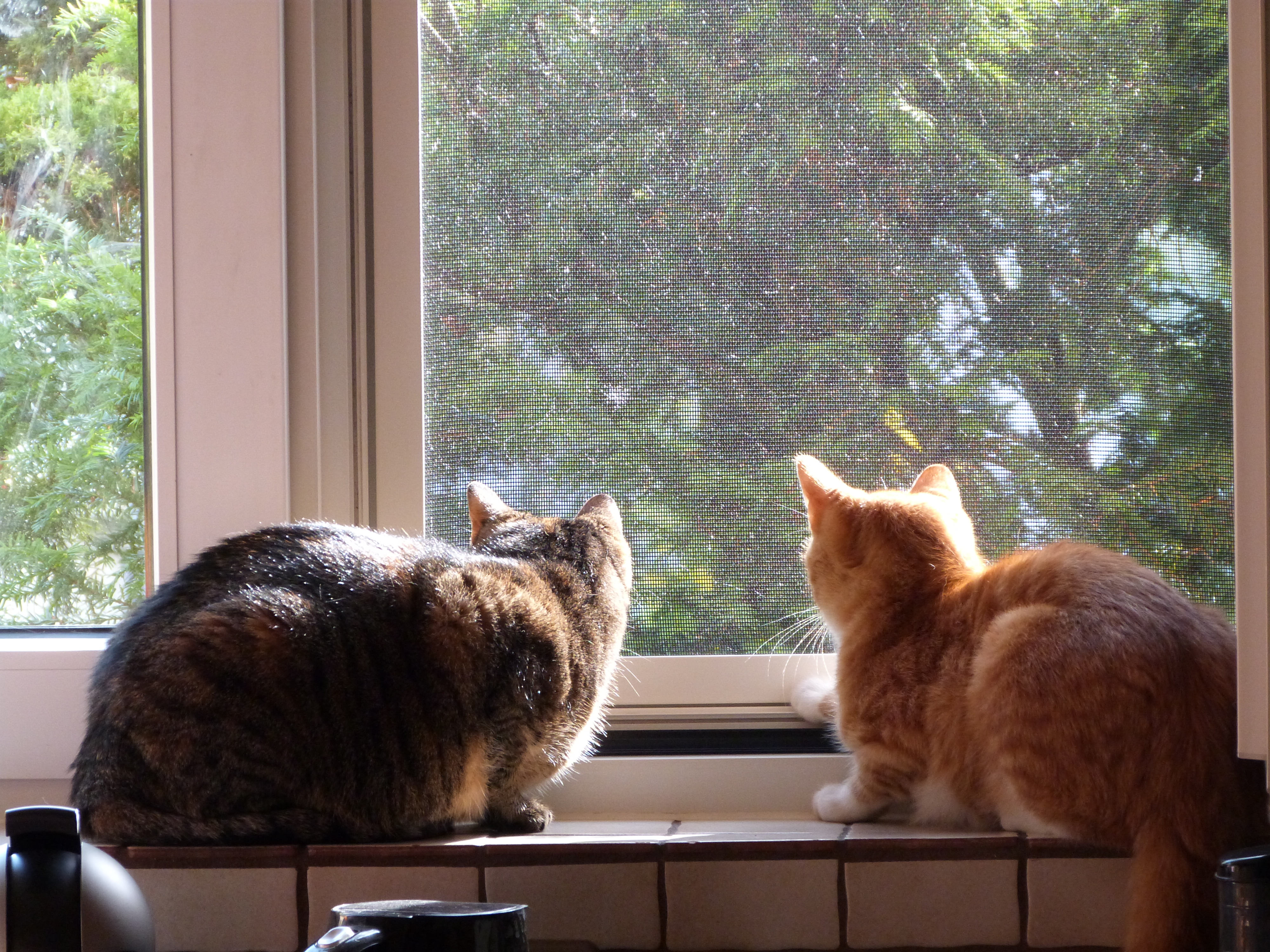 Siegel Insektenschutz Katzenbilder